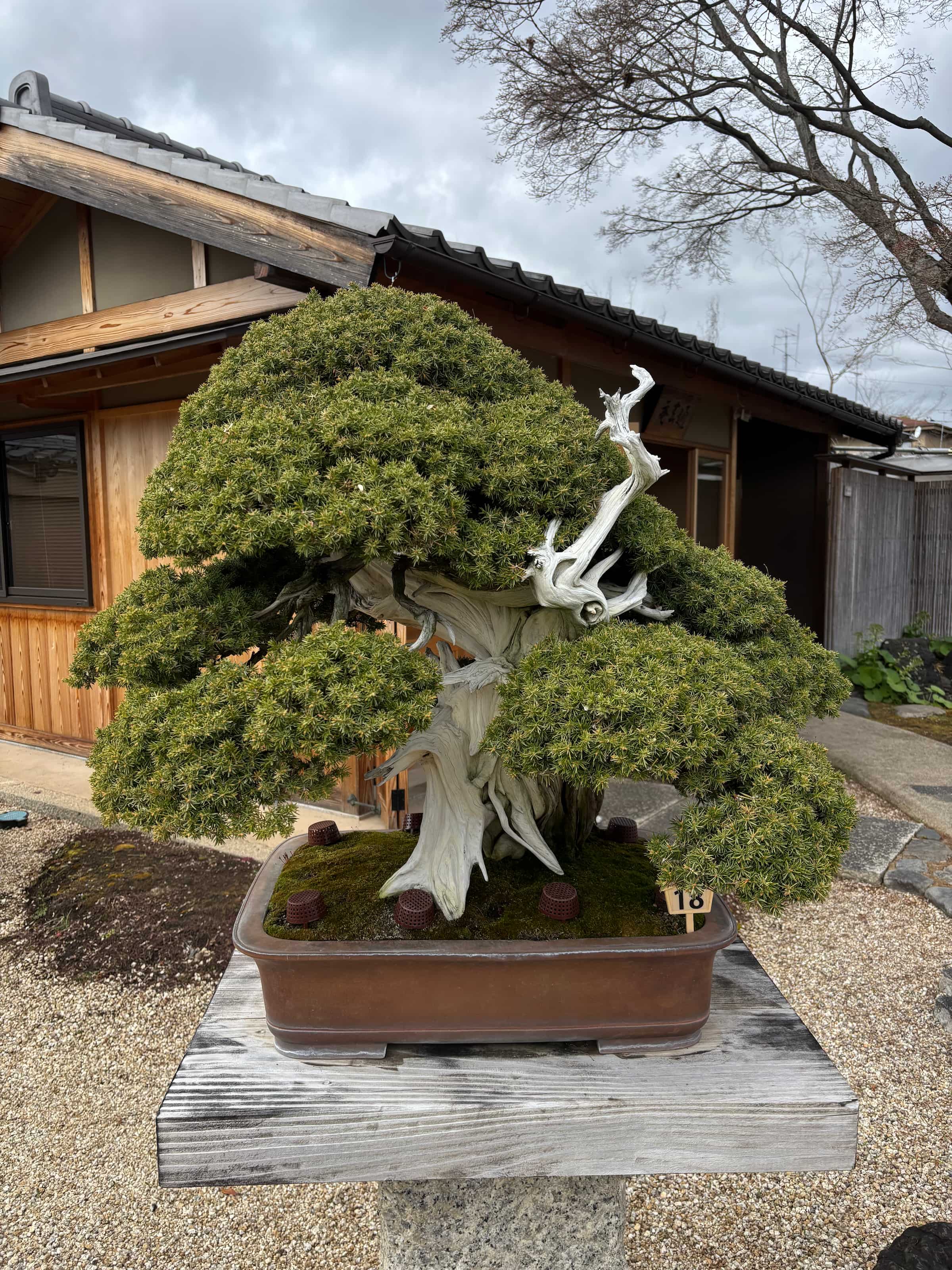 Bonzai garden