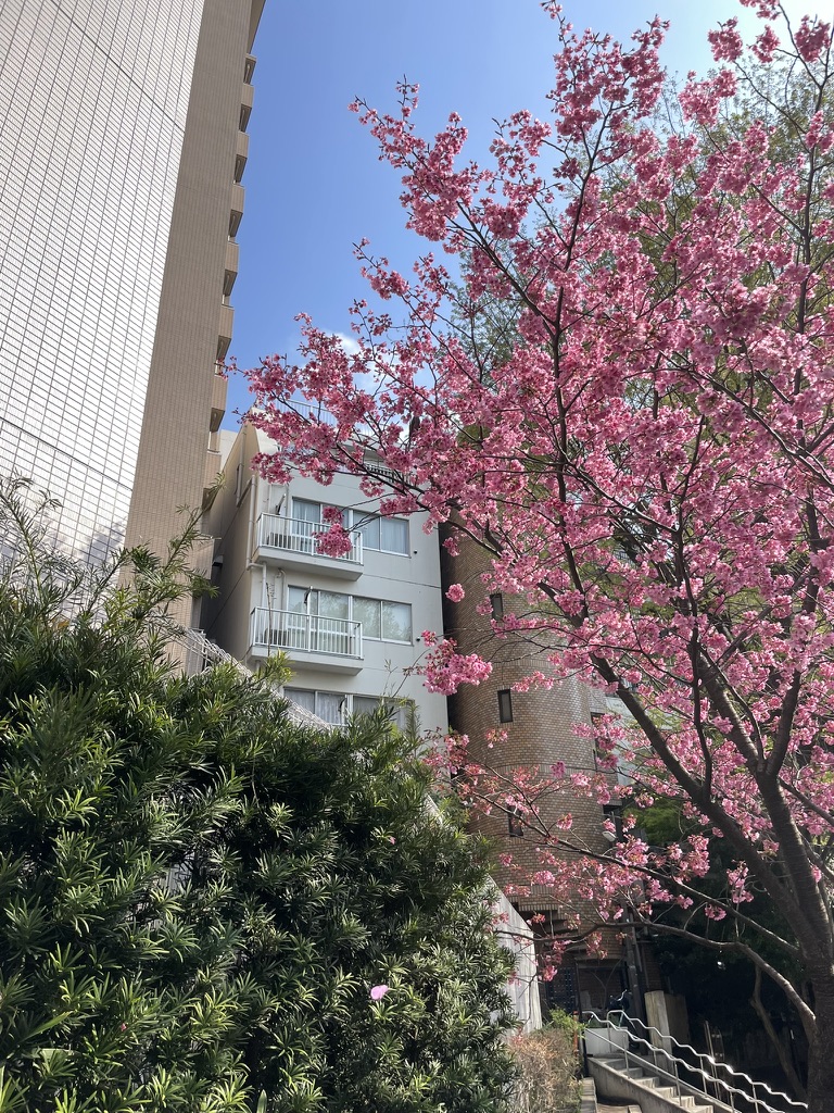 Trees and a building