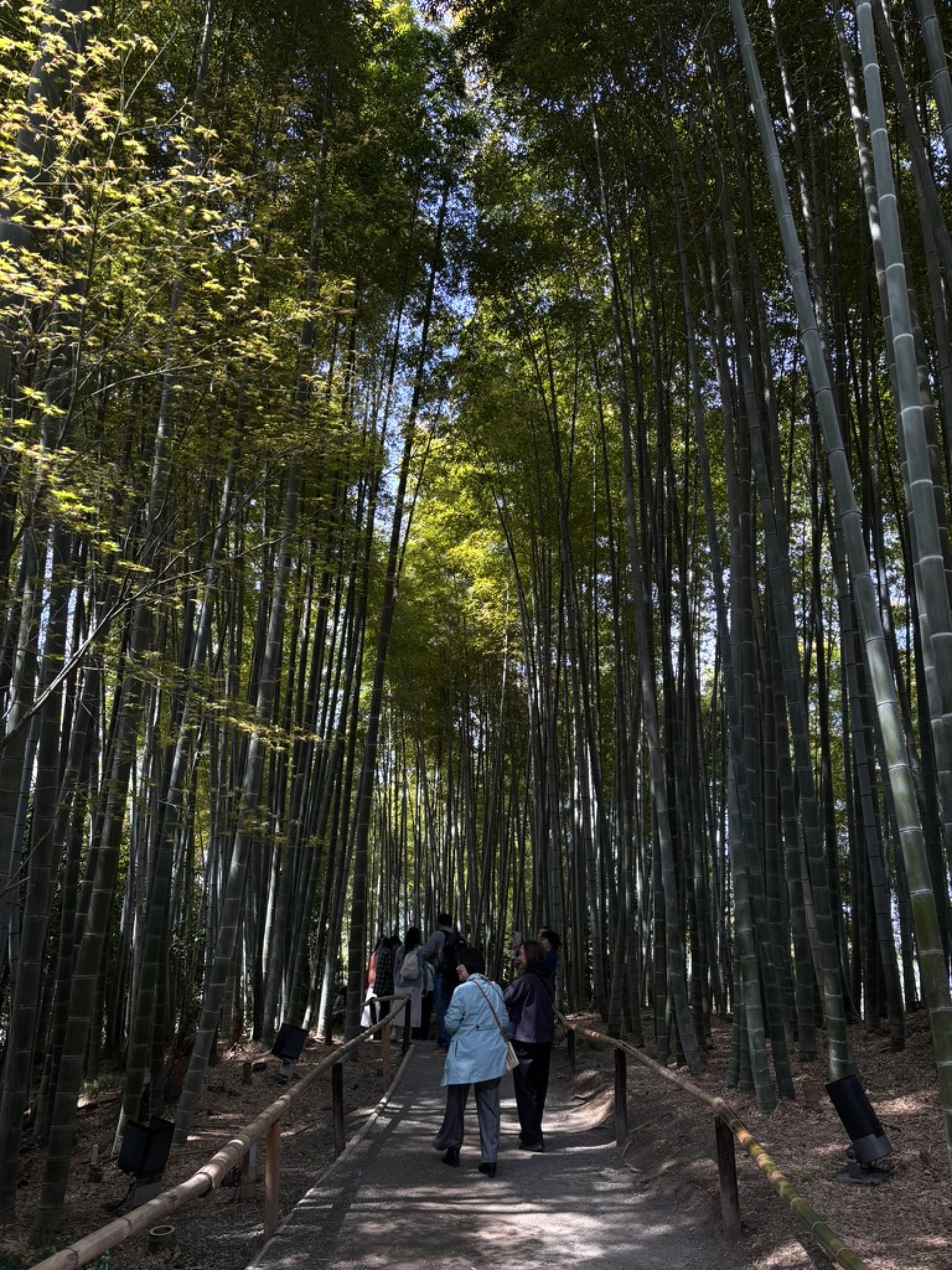 Kōdai-ji Temple Bamboo Forest